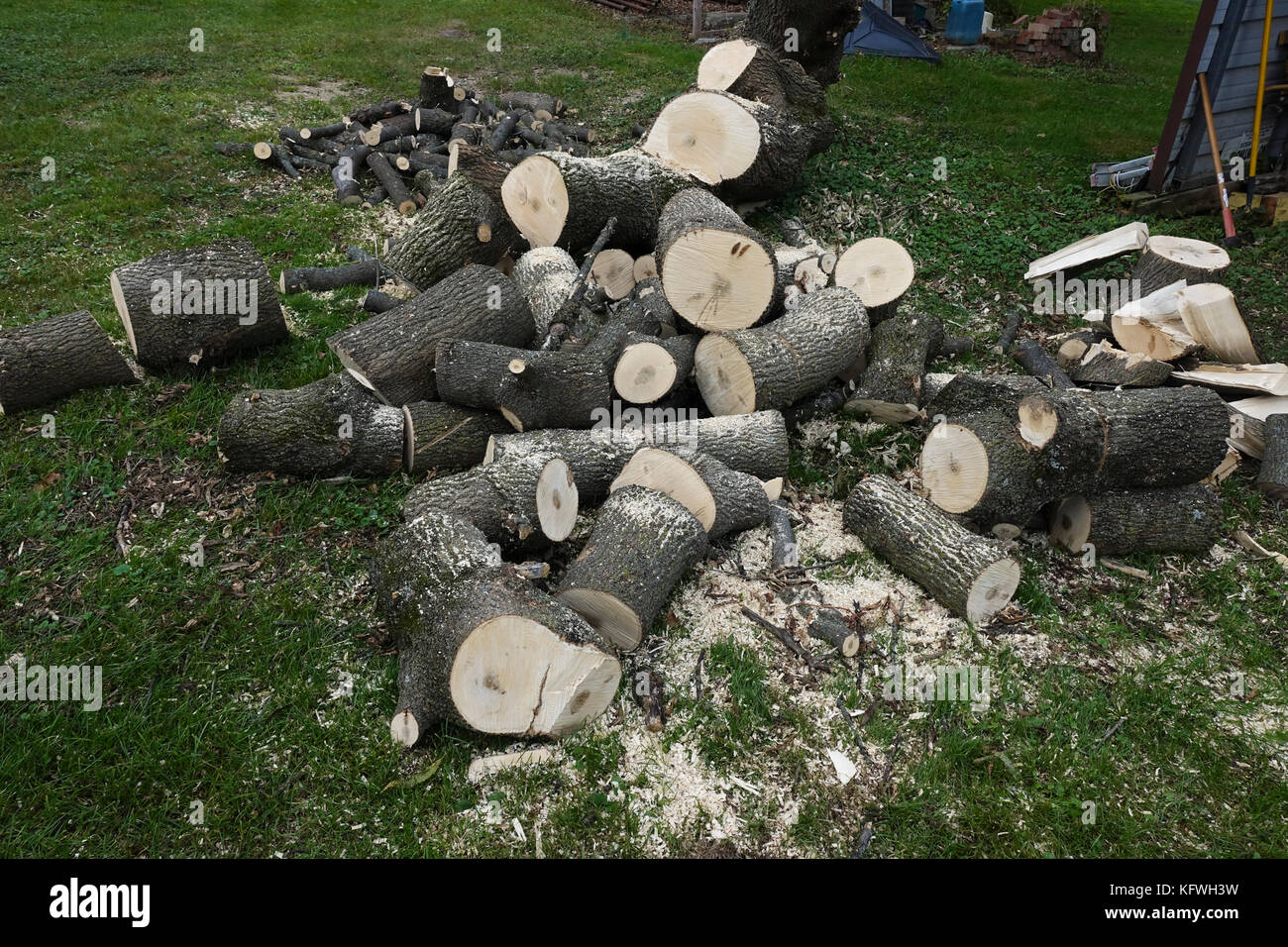 Kürzlich geschnittenen Baum für Brennholz, United States. Stockfoto