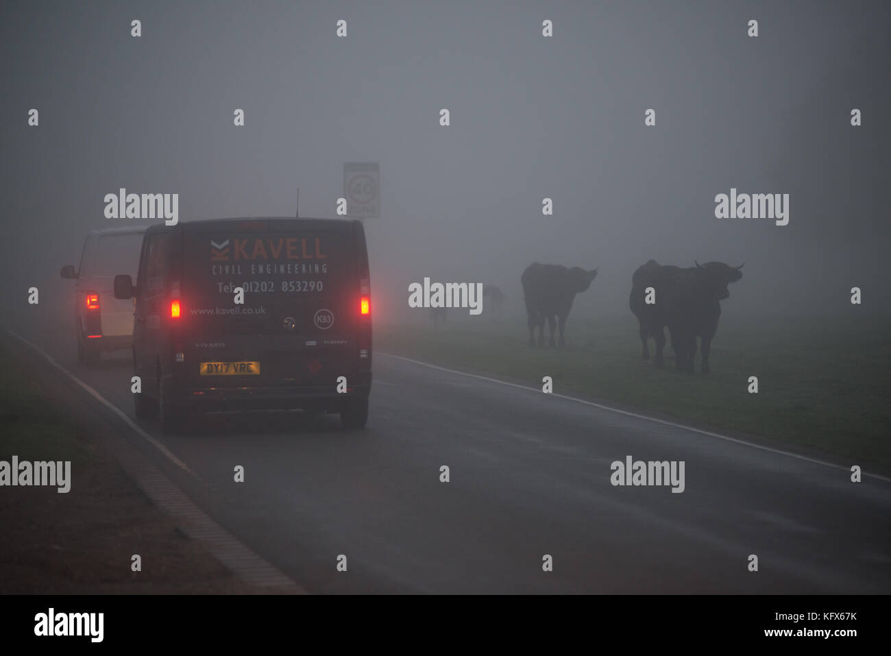 Kühe am Straßenrand im dichten Nebel, Godshill, New Forest, Hampshire, Großbritannien, November. Stockfoto