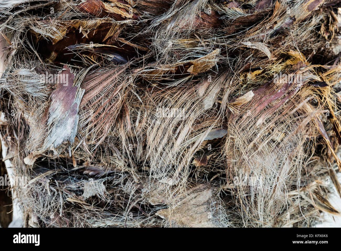 Hintergrund Textur pflanzlichen Fasern auf Stamm von Palm Stockfoto