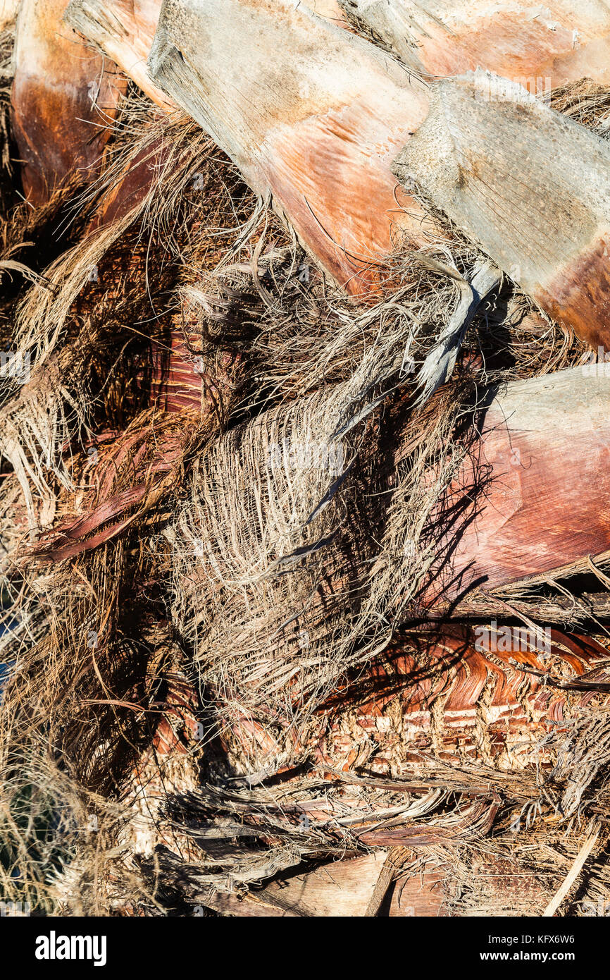 Holzstruktur mit Pflanzenfaser. Detail Palmen an einem sonnigen Tag Stockfoto