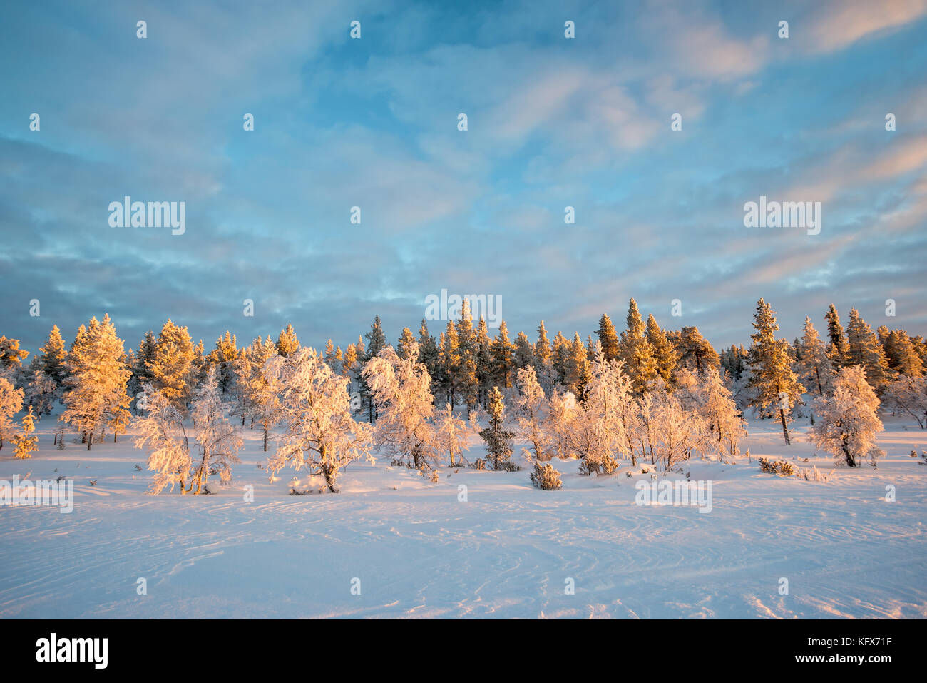 Verschneite Landschaft, gefrorene Bäume im Winter in Saariselka, Lappland, Finnland Stockfoto