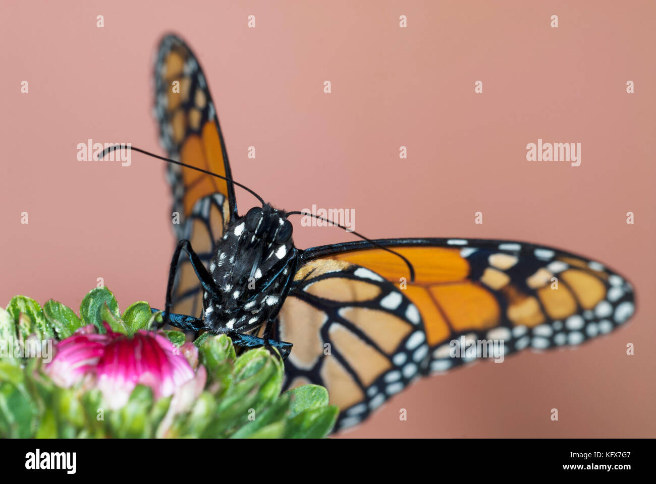 Monarch Butterfly, danaus Plexippus, auf Blume im Garten, bunt, Orange, Muster, Makro Stockfoto