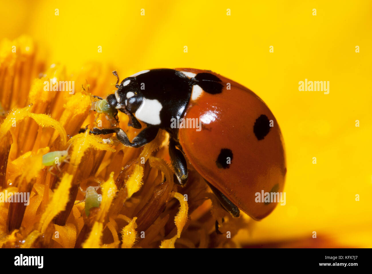 7 Punkt Marienkäfer, coccinella septempunctata, Fütterung auf Blattläuse, auf sunfire Blume, coreopsis grandiflora, gelb, orange, Sieben, rot mit schwarzen Flecken, Stockfoto