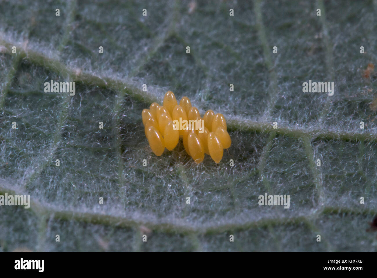 7 Punkt Marienkäfer Eier auf Blatt, coccinella septempunctata, Makro, gelb Stockfotografie Alamy 7 Punkt Marienkäfer Eier auf Blatt, coccinella septempunctata, Makro, gelb Stockfotografie Alamy