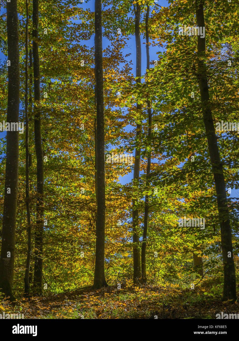 Farbige Buche Wald im Herbst Stockfoto