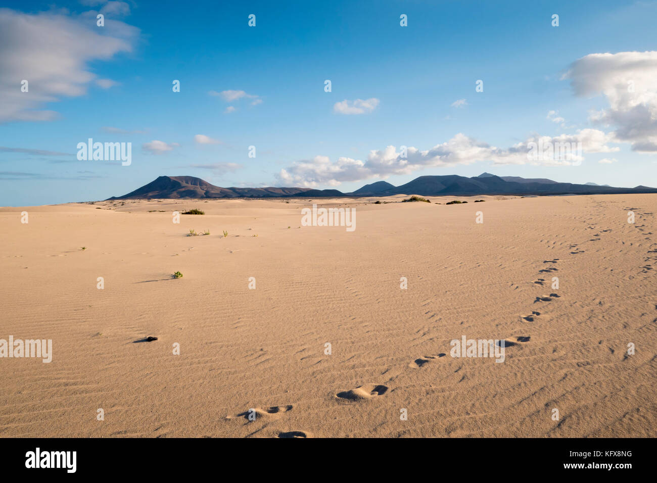 Parque Natural de Corralejo Sand Dunes Corralejo La Oliva Fuerteventura Kanarische Inseln Spanien Stockfoto