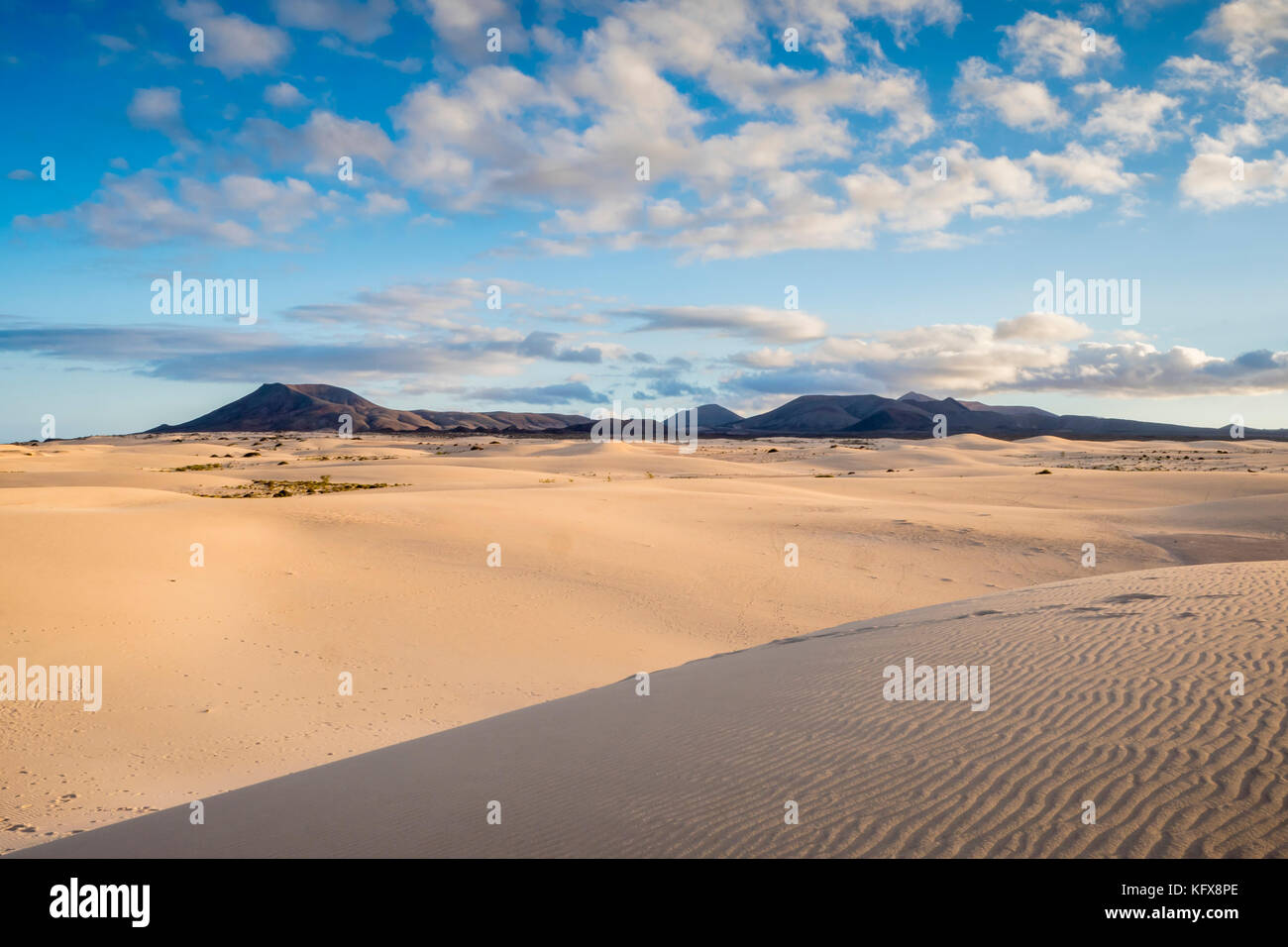 Parque Natural de Corralejo Sand Dunes Corralejo La Oliva Fuerteventura Kanarische Inseln Spanien Stockfoto