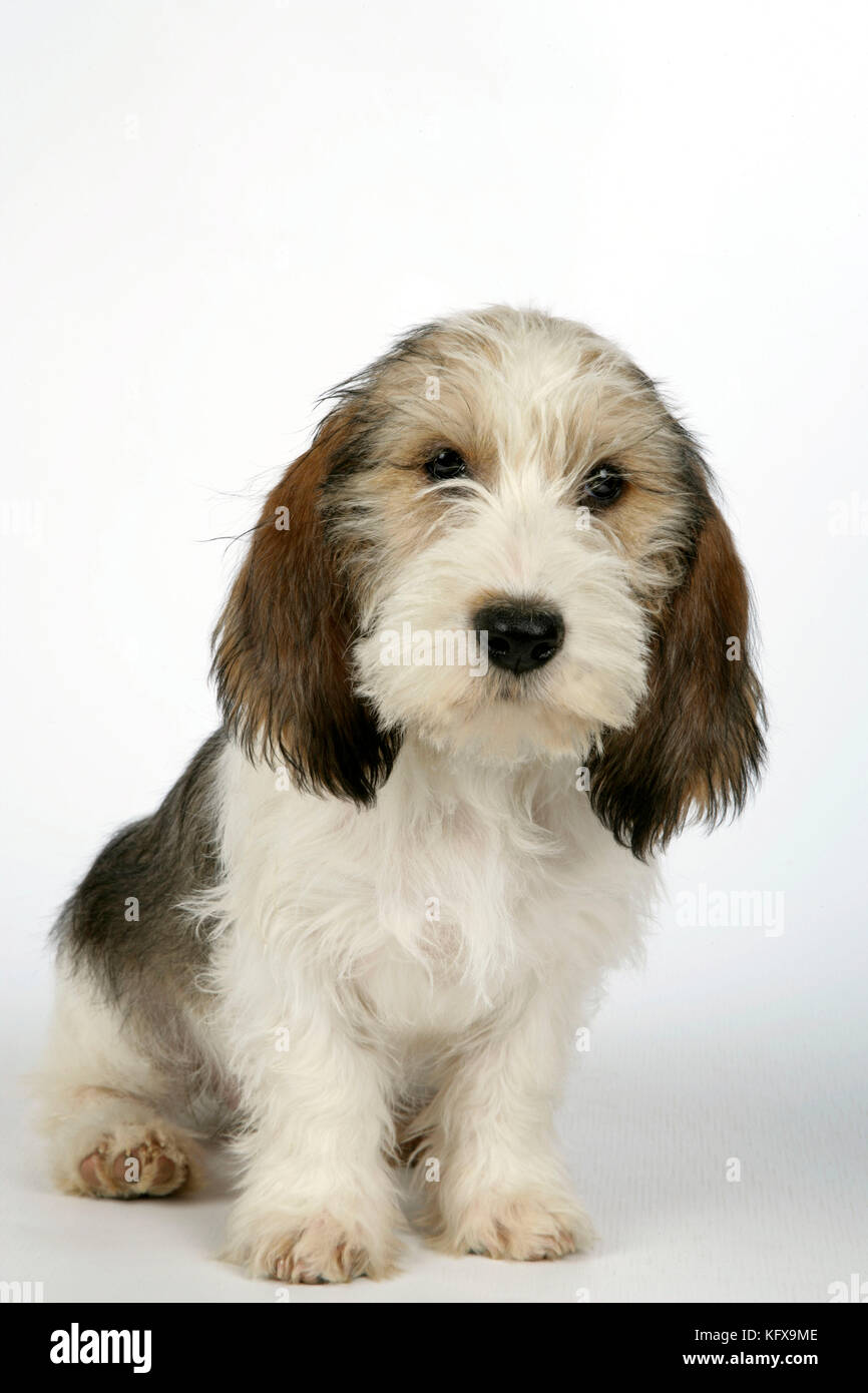 Hund Petit Basset Griffon Vendéen Welpen 4 Monate alt Stockfoto