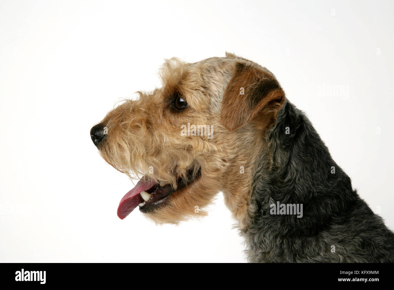 Dog - Lakeland Terrier mit offenem Mund Stockfoto