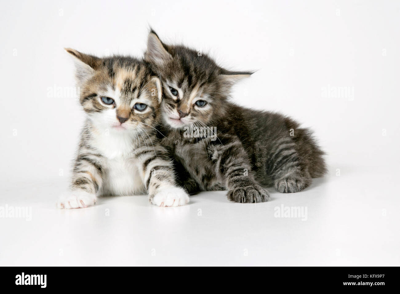 Katze - zwei schläfrige Kätzchen, die aufeinander liegen Stockfoto