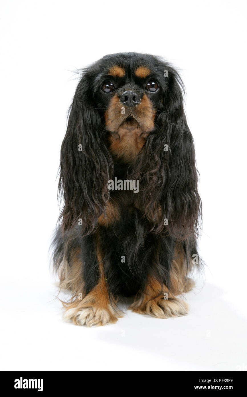 Hund - Kavalier König Charles Spaniel Stockfoto