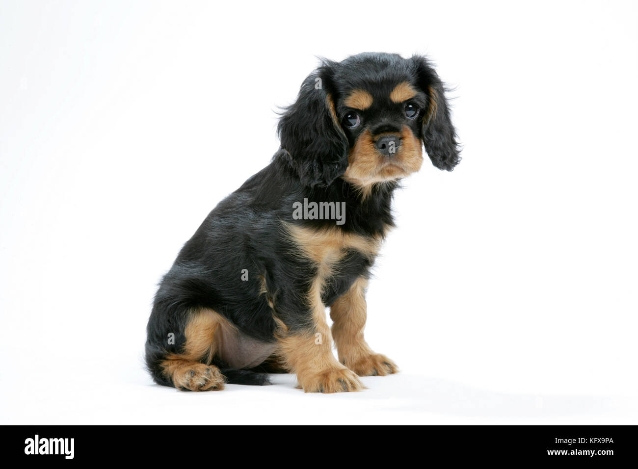 Hund - Cavalier King Charles Spaniel Welpe 6/7 Wochen alt Stockfoto