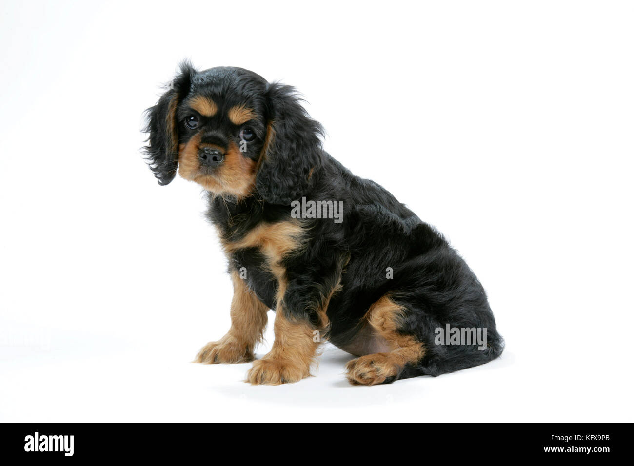 Hund - Cavalier King Charles Spaniel Welpe 6/7 Wochen alt Stockfoto