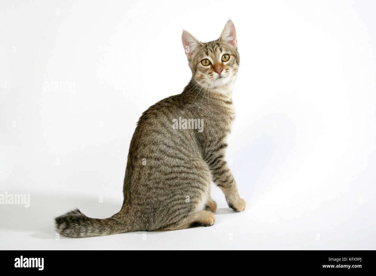 CAT - Kobold sitzt und schaut sich um Stockfoto