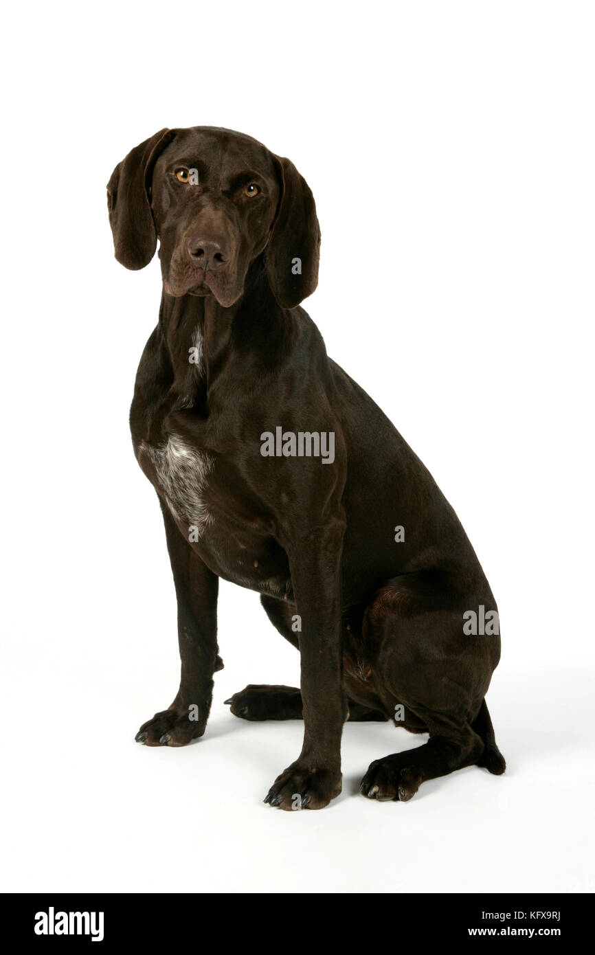 HUND - Deutscher Kurzzeiger im Sitzen Stockfoto