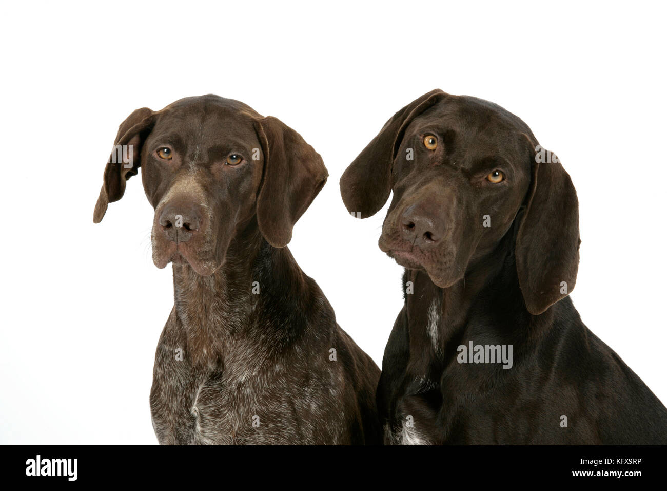 HUND - zwei deutsche Kurzzeitenzeiger Stockfoto