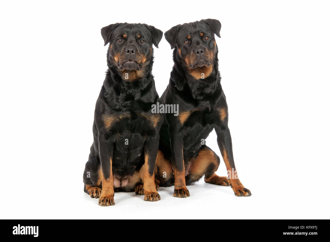 Hund. Zwei Rottweiler Stockfoto