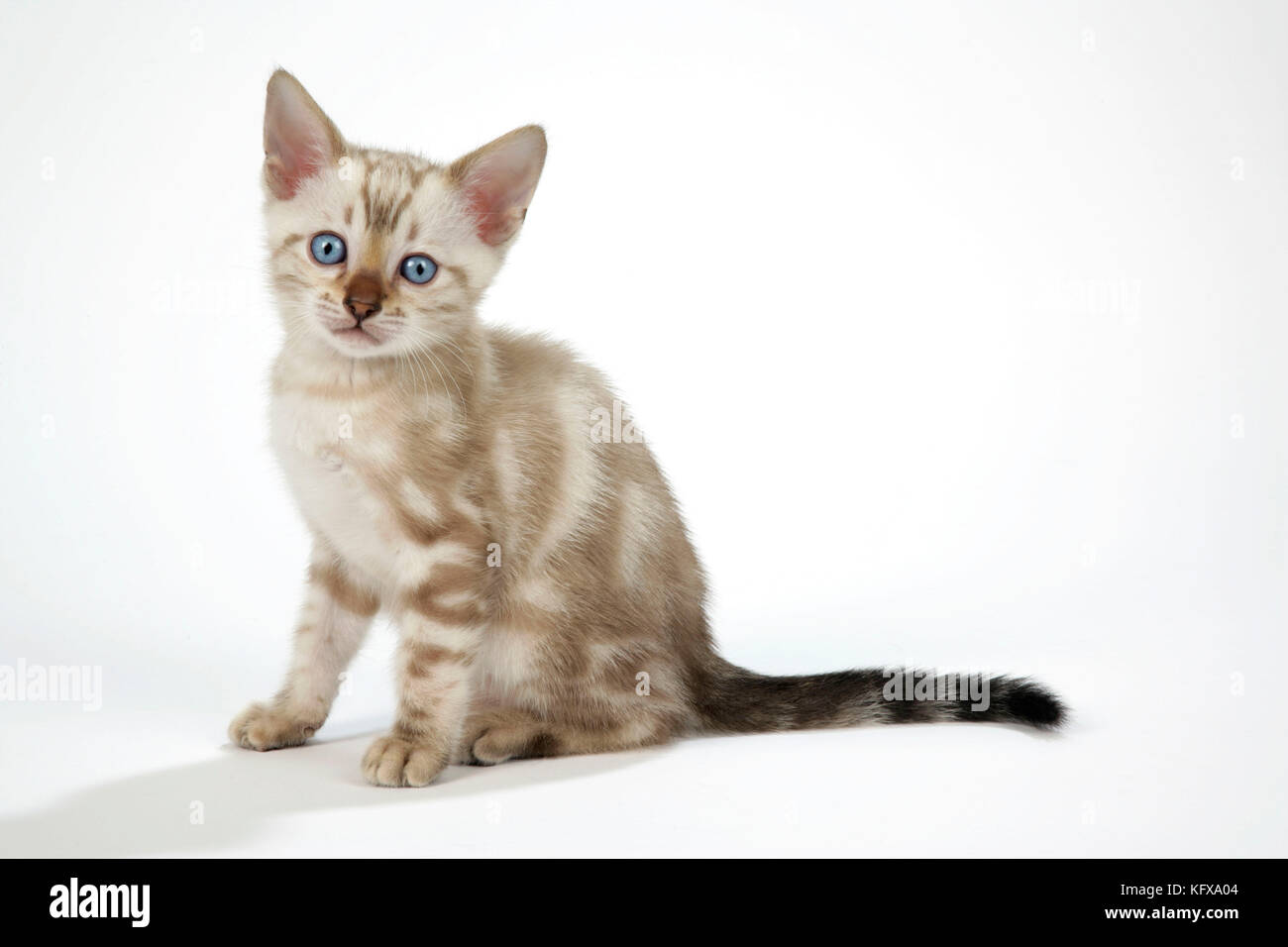 KAT. Schneemorble Bengalisches Kätzchen mit blauen Augen - 6 Wochen alt Stockfoto