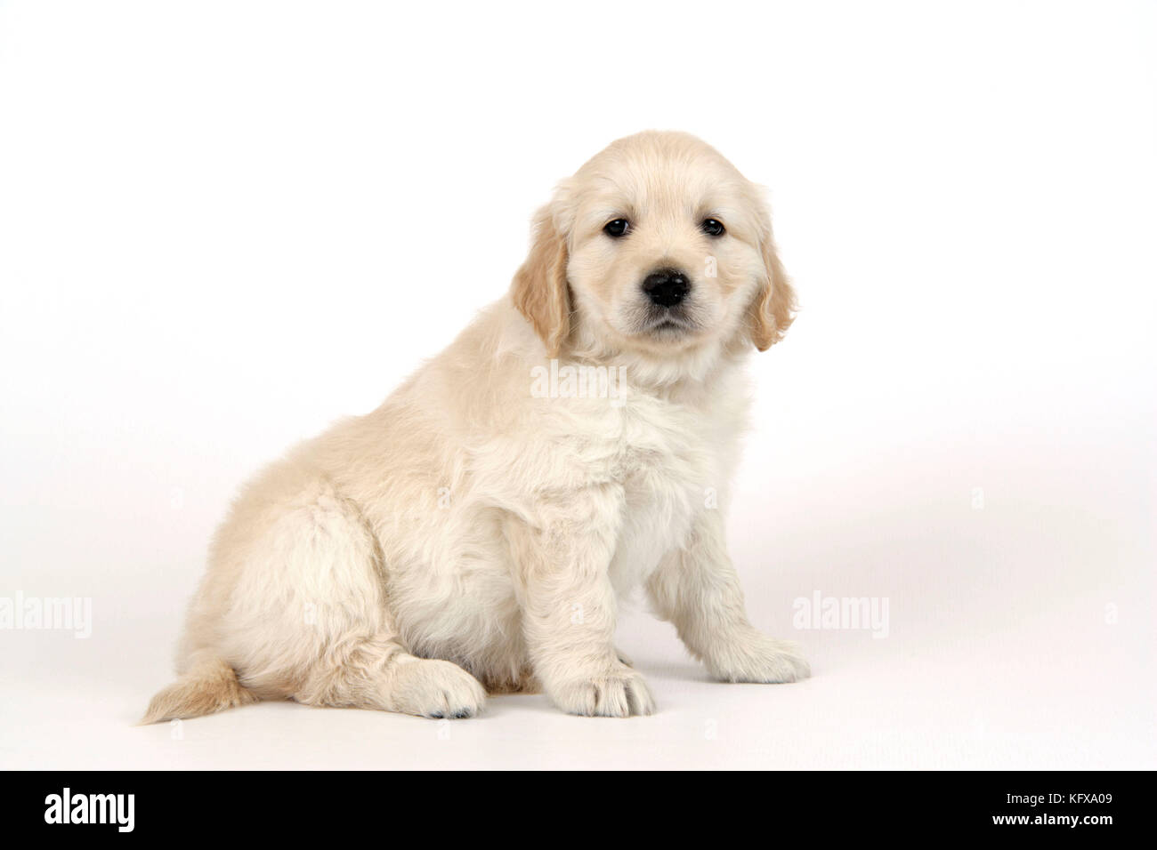 Hund. Golden Retriever Hündchen (6 Wochen) im Sitzen Stockfoto