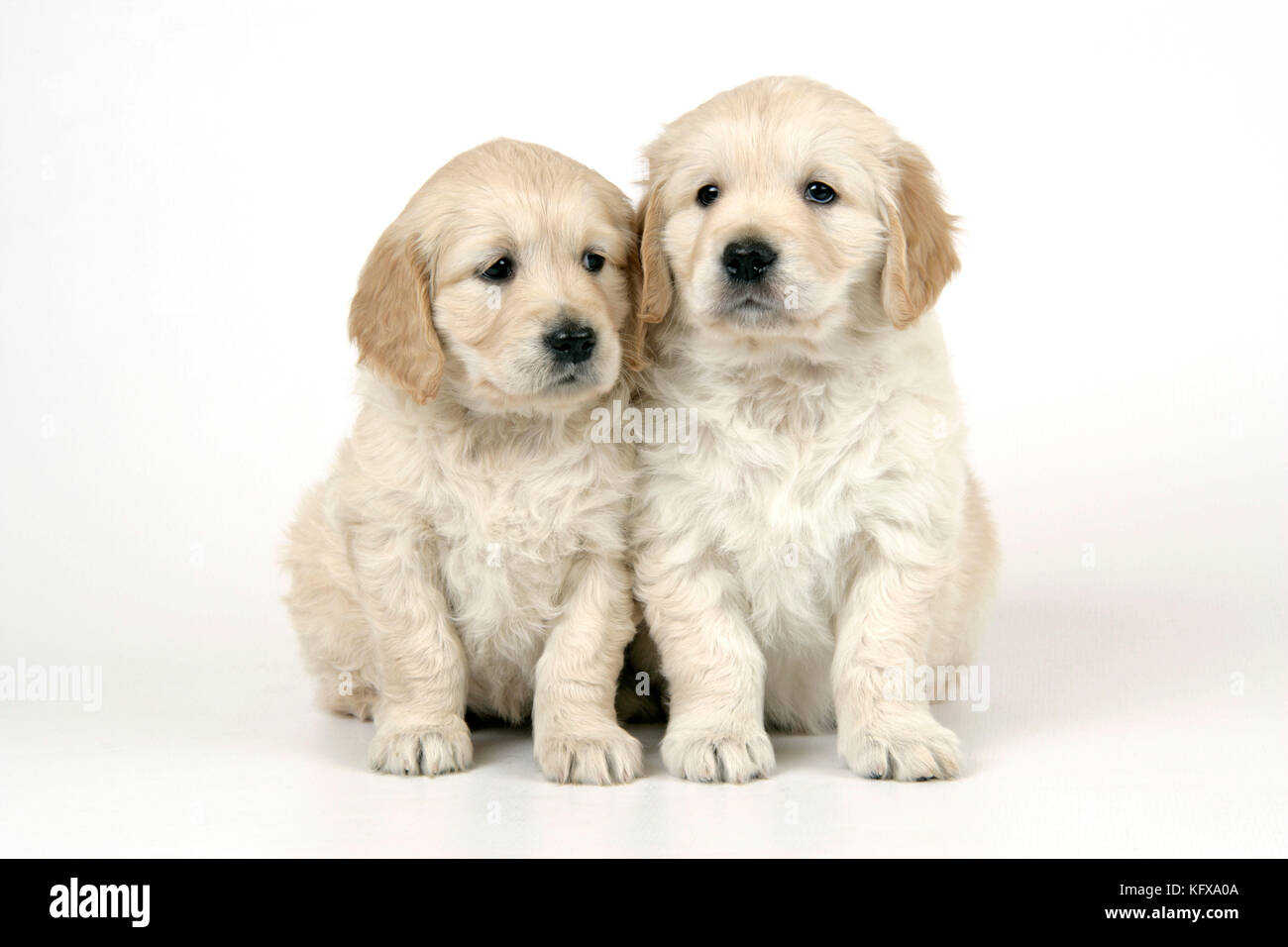 Hund. Golden Retriever Welpen (6 Wochen) sitzen zusammen Stockfoto