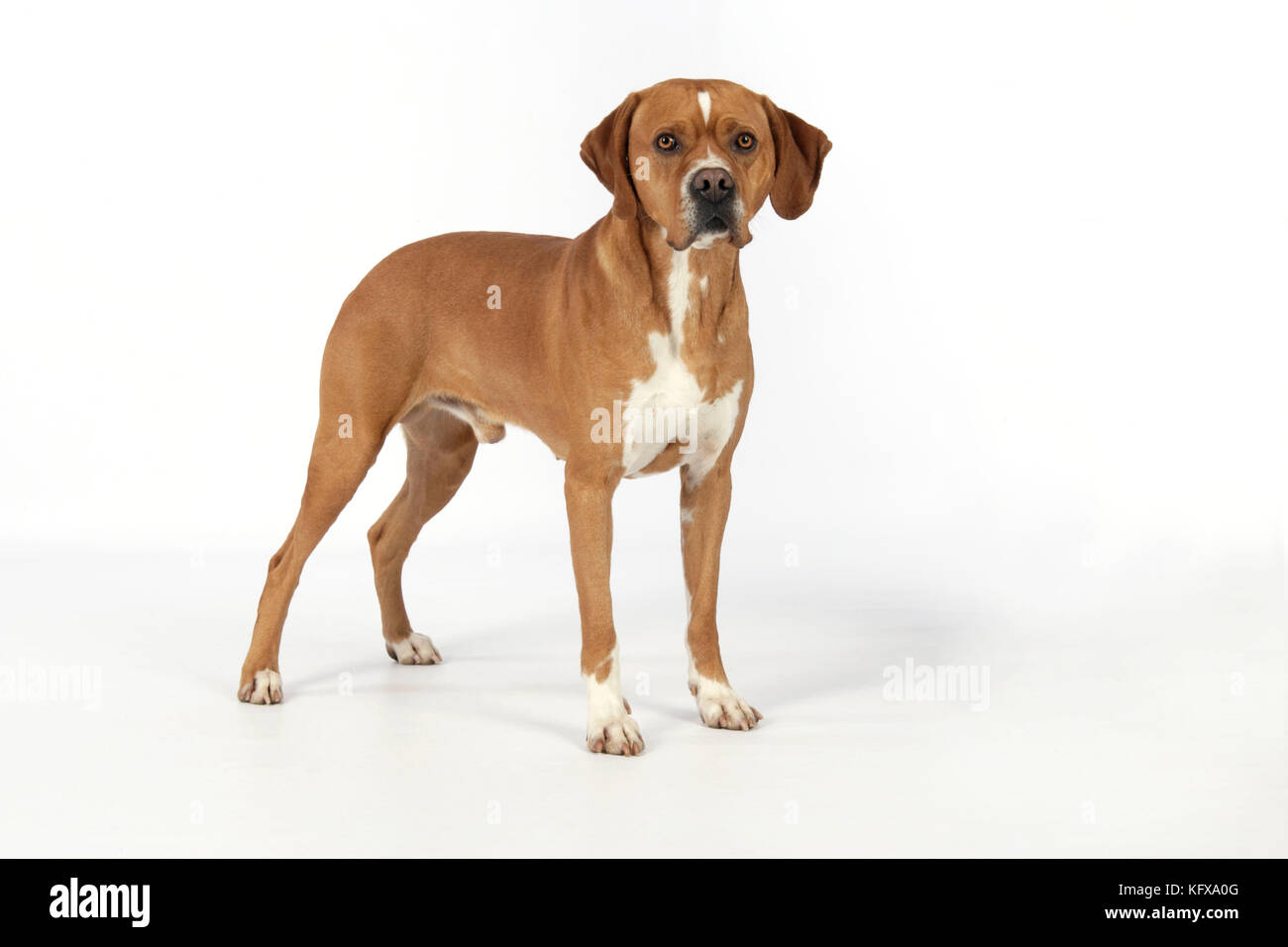 Hund - perdiguero Portugueso/Portugiesischer Pointer Stockfoto