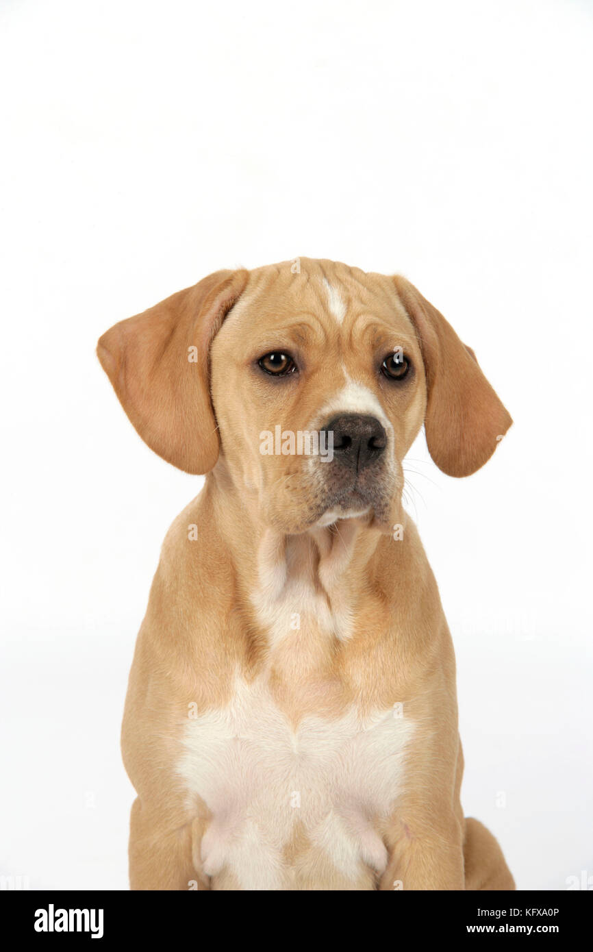 Hund - Perdiguero Portugueso / Portugiesischer Pointer - (10 Wochen alt) sitzend Stockfoto