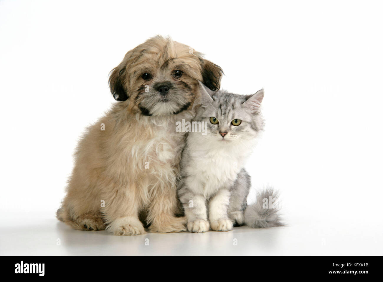 KATZE UND HUND. Tiffanie mit Lhasa Apso Cross Hündchen Stockfoto