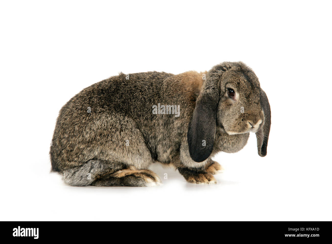 Französischer Lop Rabbit im Studio Stockfoto