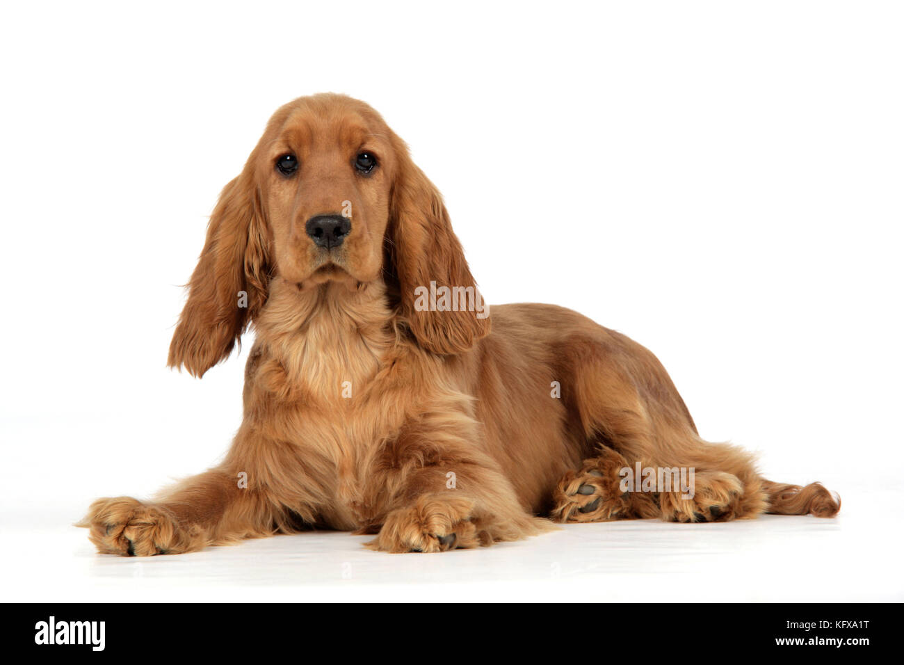 Cocker Spaniel Dog - Hündchen, der sich hinlegt Stockfoto