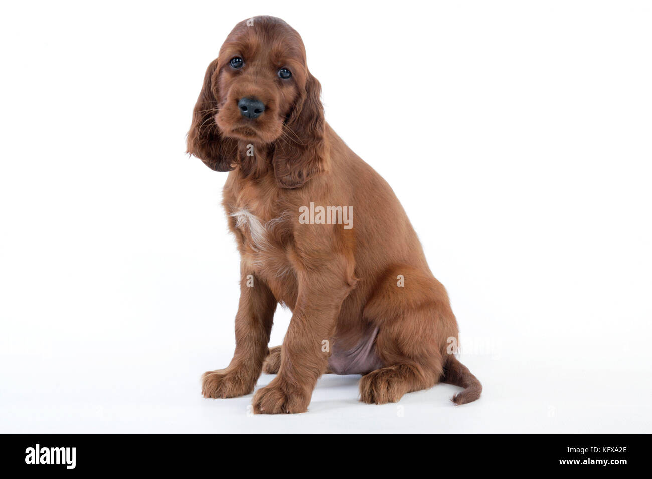 Hund - Irischer Setter - Hündchen Stockfoto
