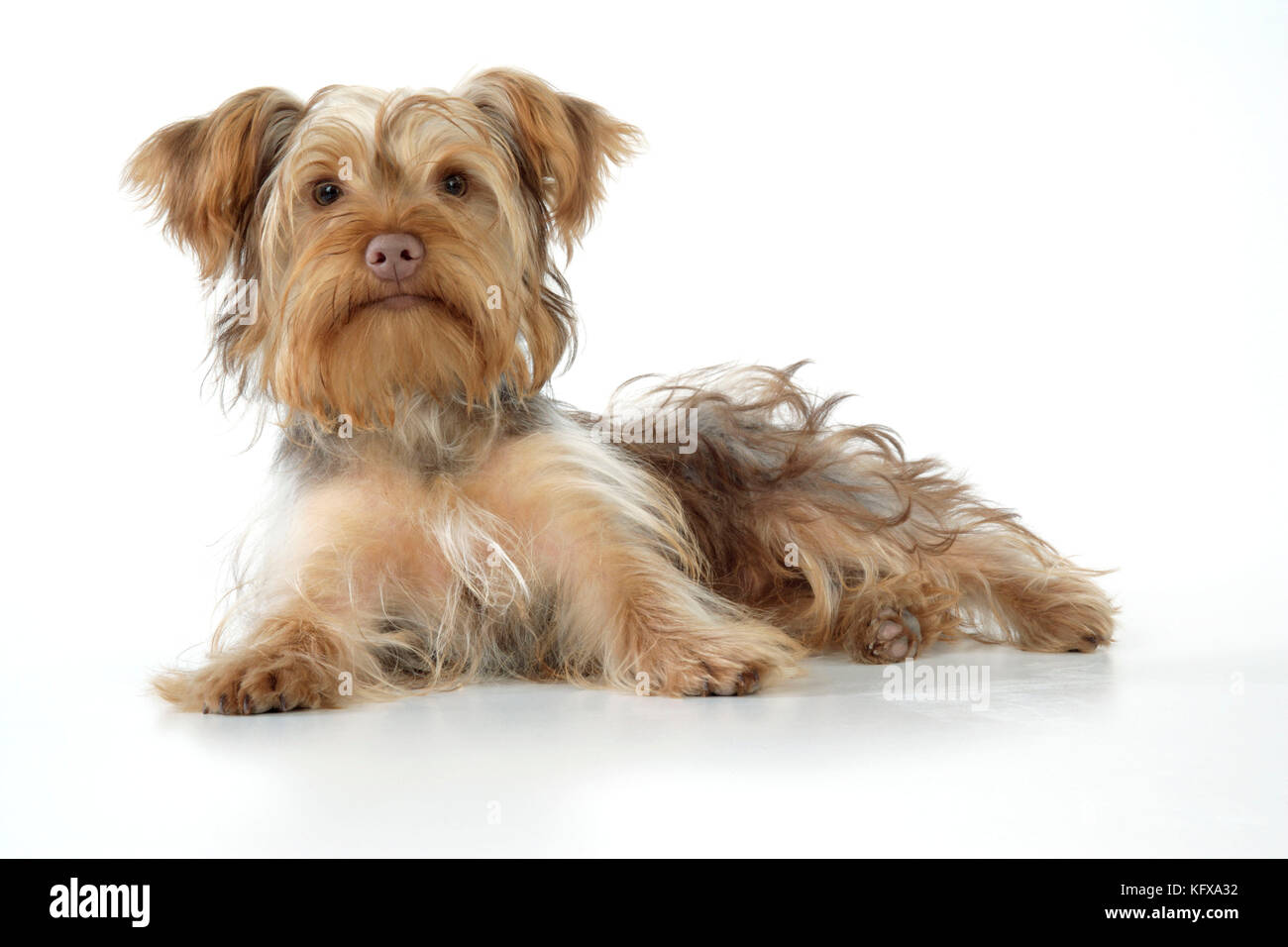 Hund - Pudel x Yorkie (yoodle oder Yorkie poo). Überqueren sie die Rasse Pudel und Yorkshire Terrier. Stockfoto