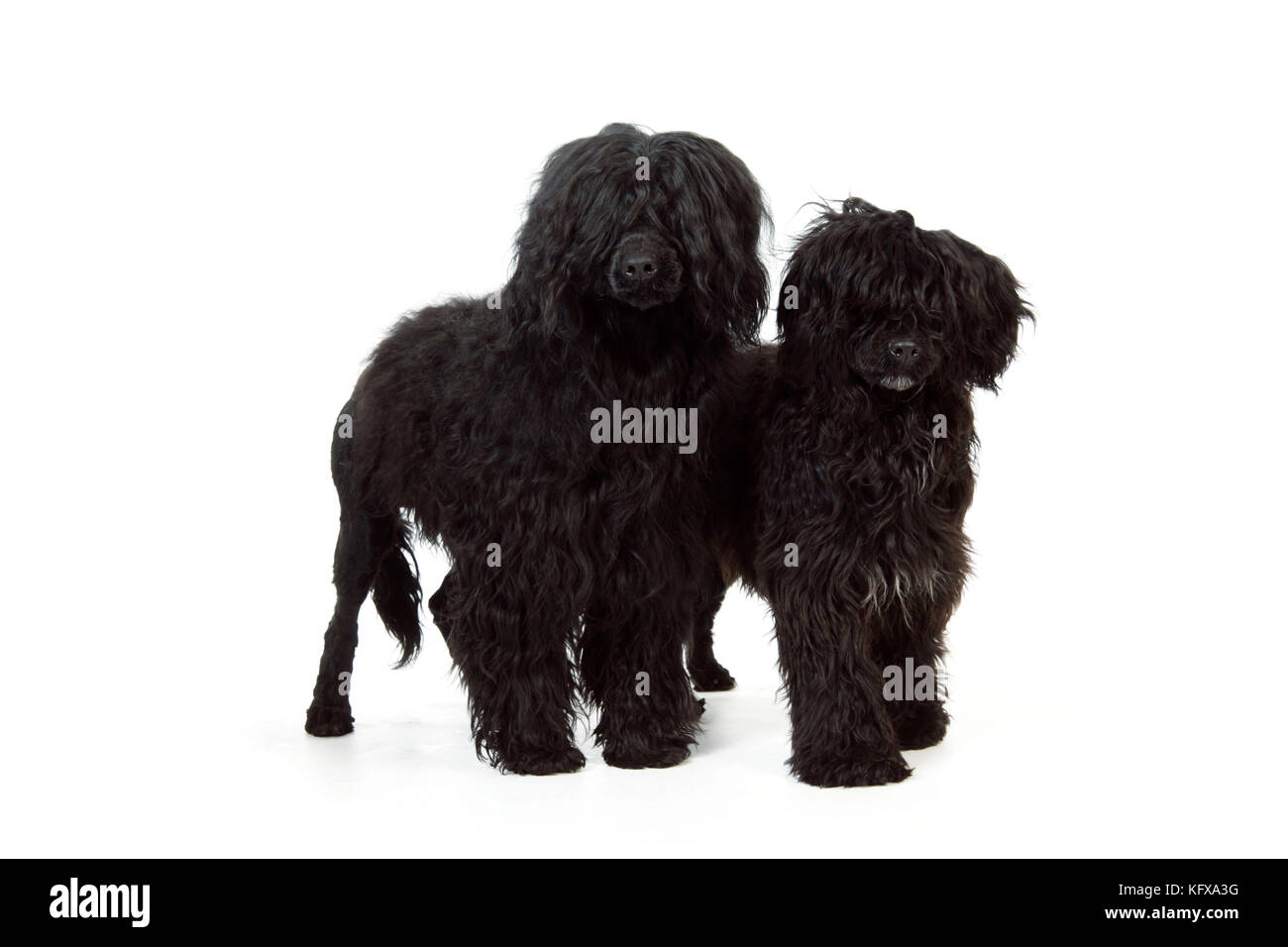 Portugiesischer Wasserhund - mit Hündchen (9 Monate alt Stockfoto