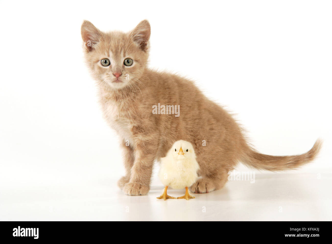 Katze - Kätzchen mit Küken Stockfoto