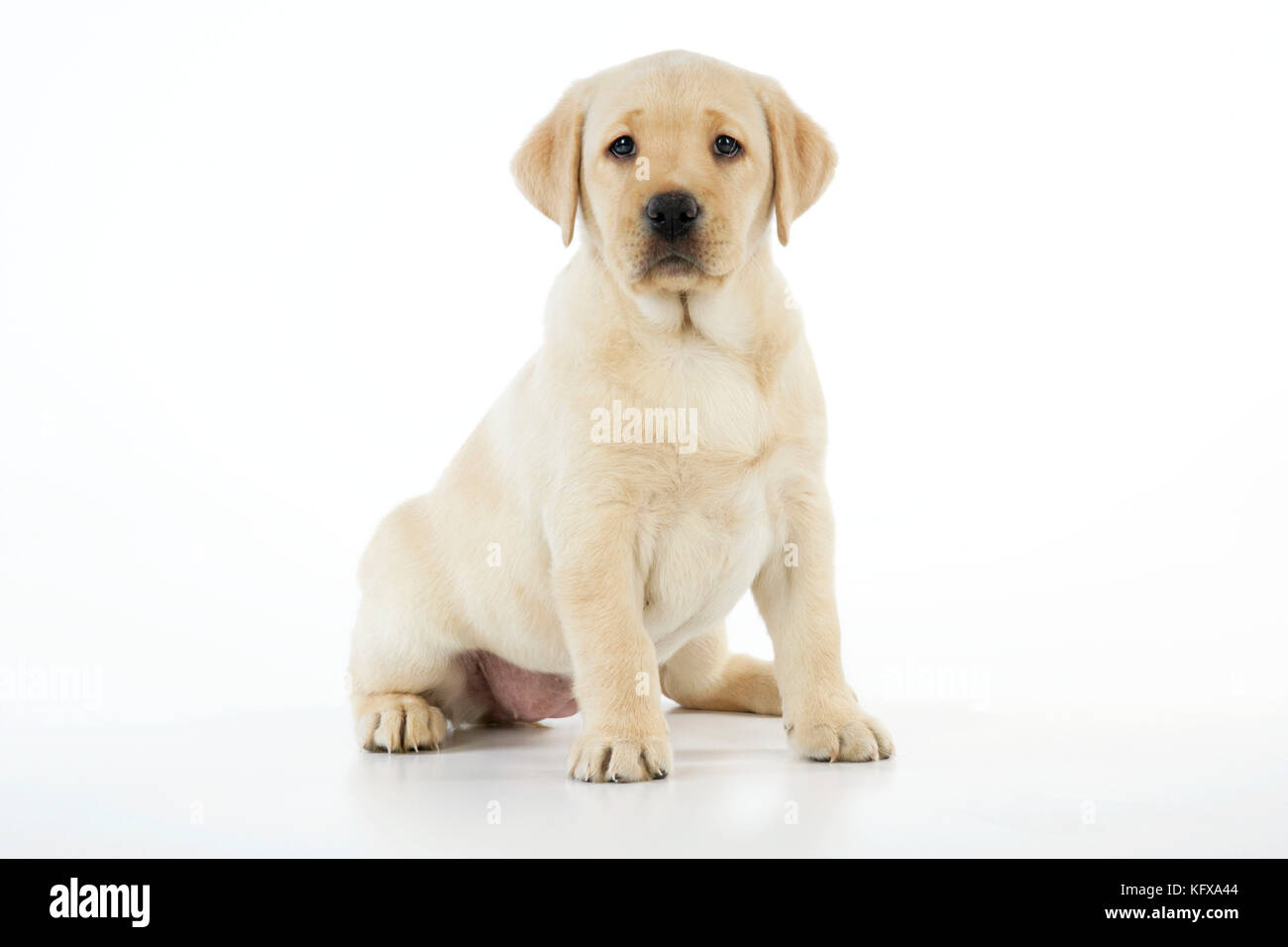 Hund. 8 Wochen alter labrador Welpe Stockfoto