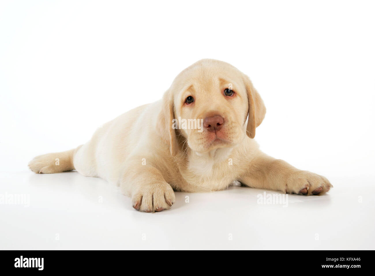 Hund. 8 Wochen altes labrador Hündchen, das sich hinlegte Stockfoto