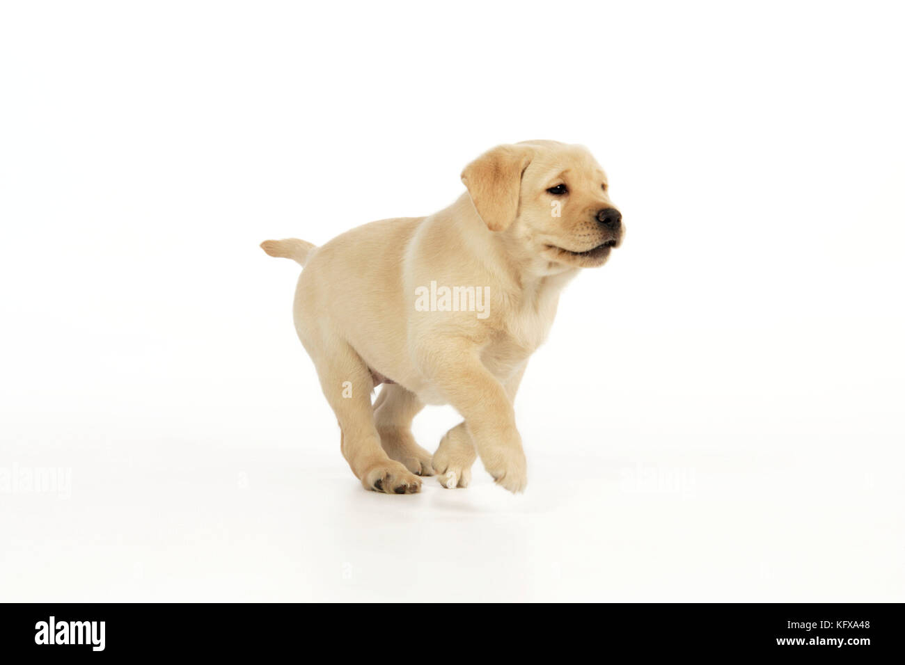 Hund. 8 Wochen alter labrador Welpe Stockfoto