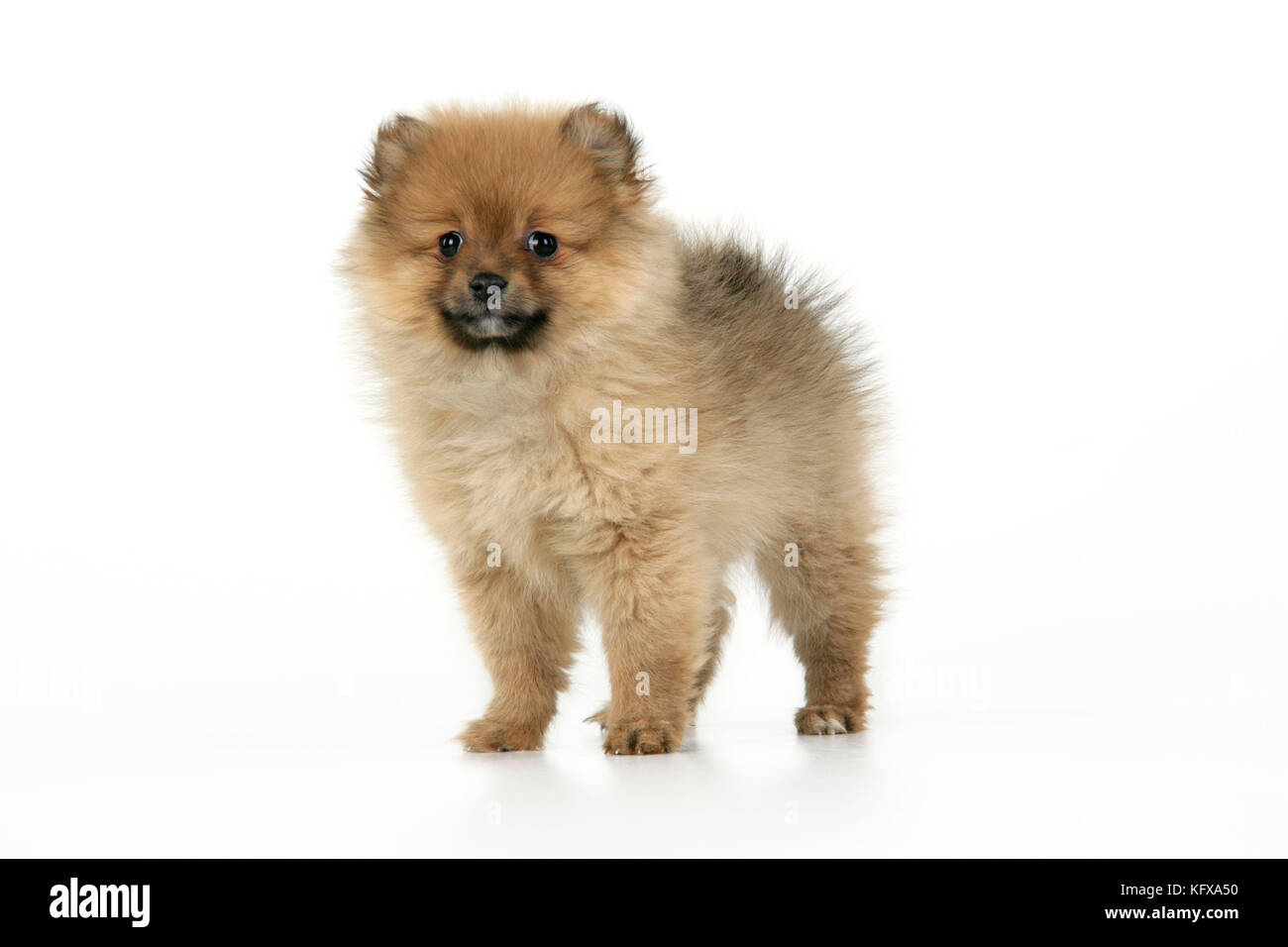 Hund. pomeranian Welpen (10 Wochen alt). Auch als Zwerg spitz bekannt  Stockfotografie - Alamy