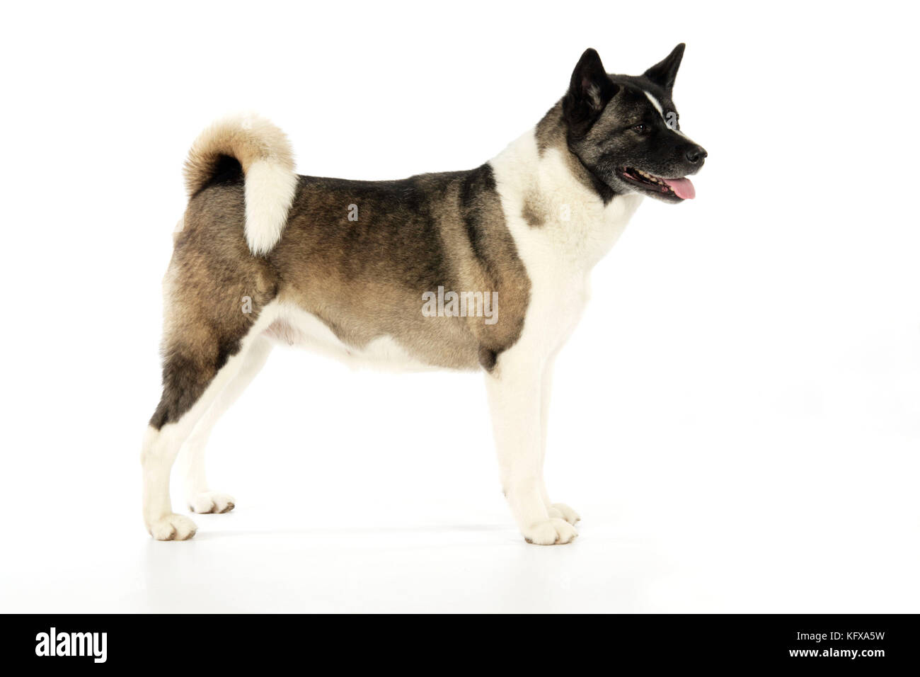 Hund. Akita Stockfoto