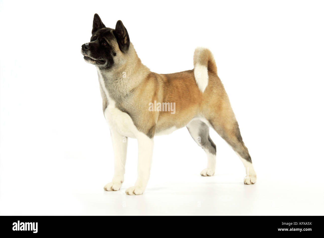 Hund. Akita Stockfoto