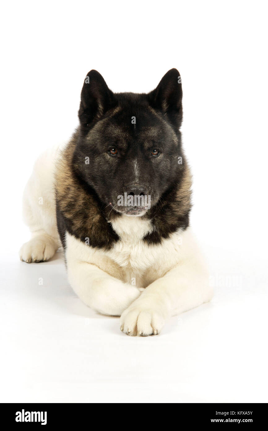 Hund. Akita Stockfoto