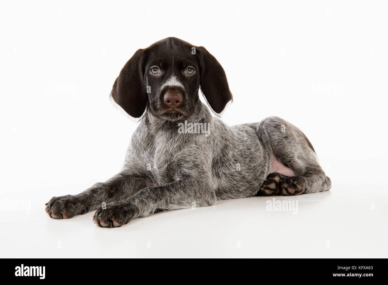 Deutscher Drahthaariger Pointer Dog - Hündchen (8 Wochen alt). Auch bekannt als Deutscher Drahthaariger Vorstehhund. Stockfoto