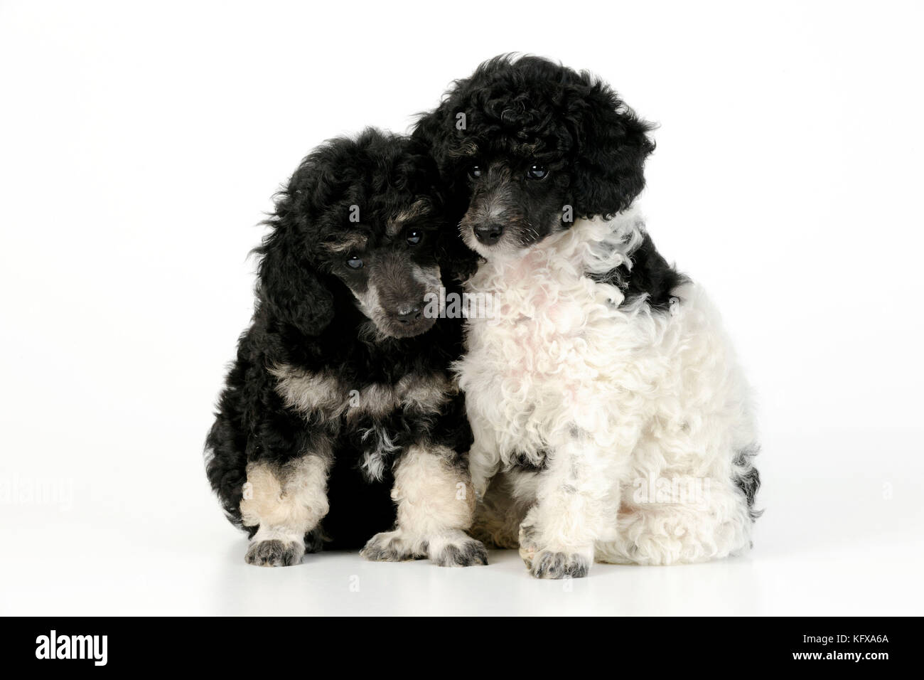 Hund. Spielzeugpudel (Party- und Phantomfarbe, 9 Wochen alt) Stockfoto