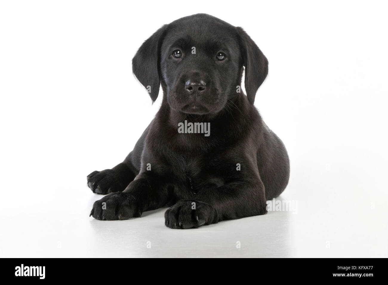 HUND. Schwarzer Labrador Welpe (8 Wochen alt) Stockfoto
