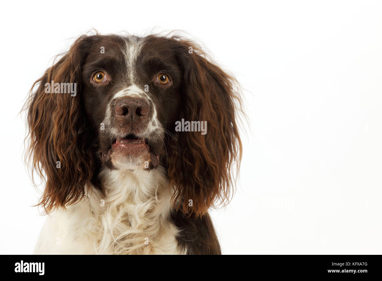 HUND. Englischer springer-Spaniel-Kopfschuss Stockfoto