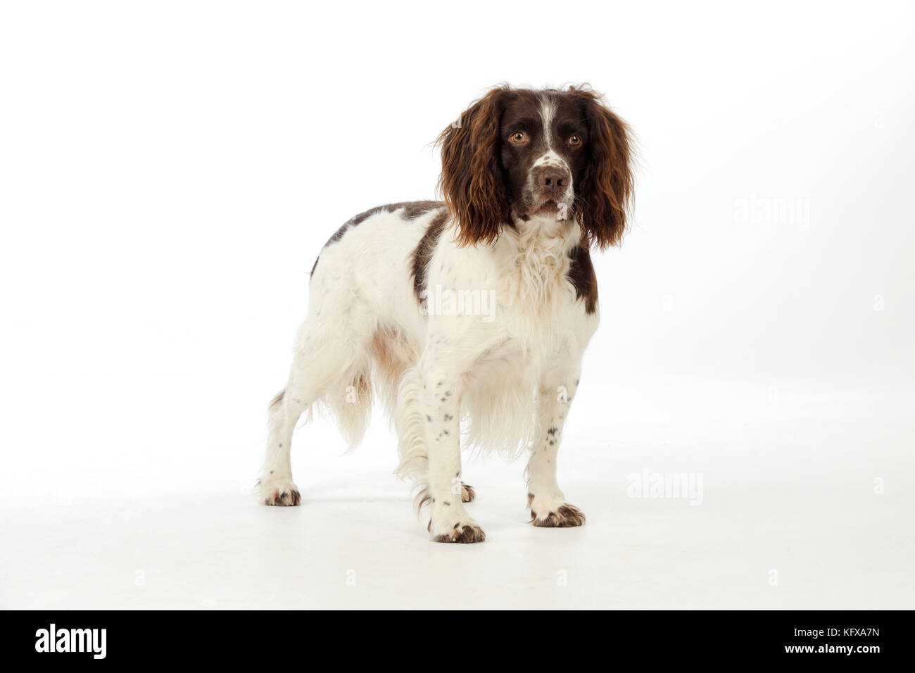 HUND. Englischer springer-Spaniel Stockfoto