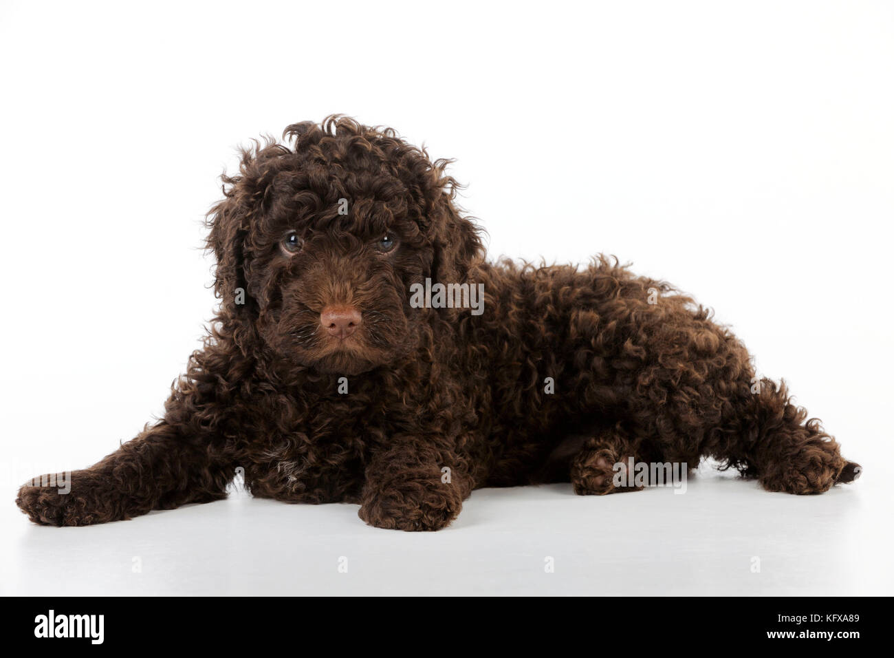 Spanischer Wasserhund Stockfotos und bilder Kaufen Alamy