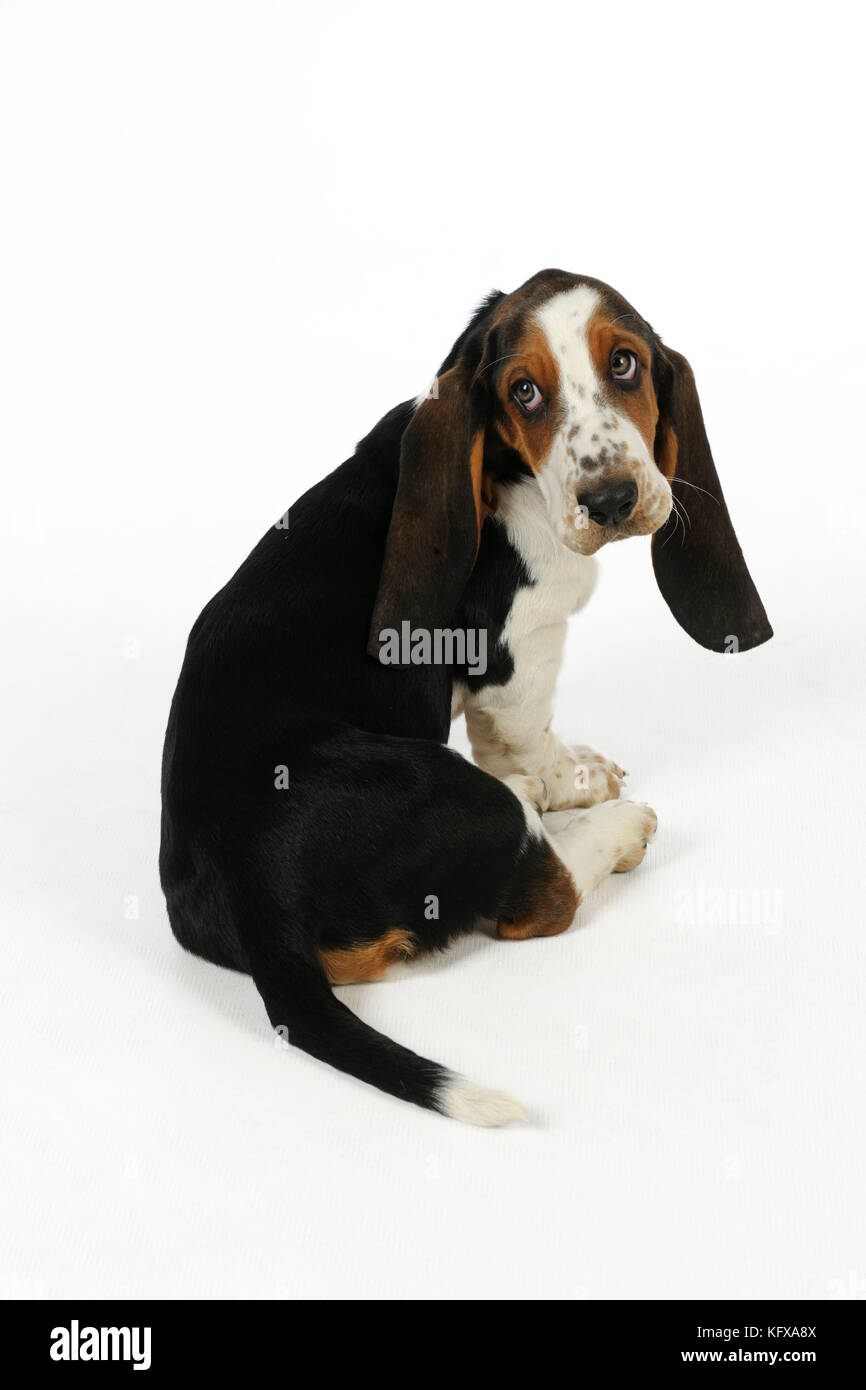 HUND. Basset-Hund (10 Wochen) Sitzen Stockfoto