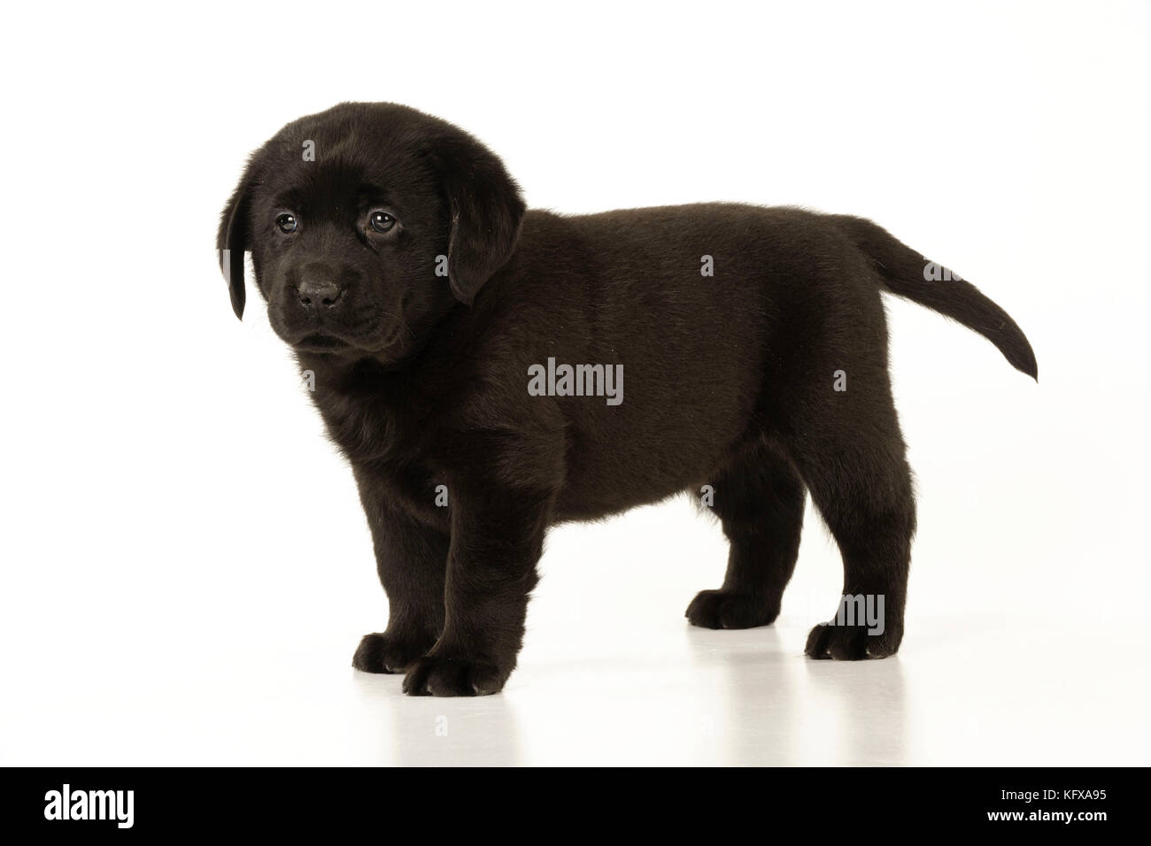 HUND. Schwarzes labrador-Hündchen im Stehen Stockfoto
