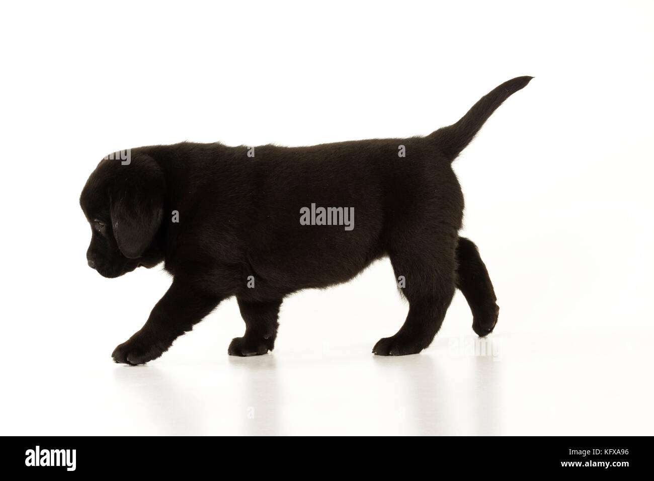 HUND. Schwarzes labrador-Hündchen im Stehen Stockfoto