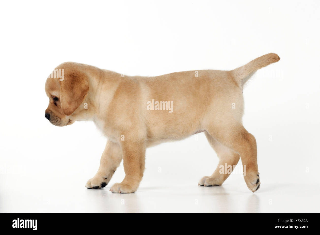 HUND. Gelbes labrador-Hündchen, das über den Boden läuft Stockfoto